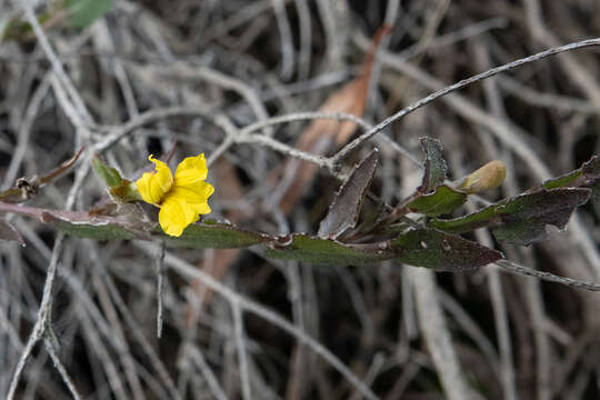 Слика од Goodenia benthamiana R. C. Carolin