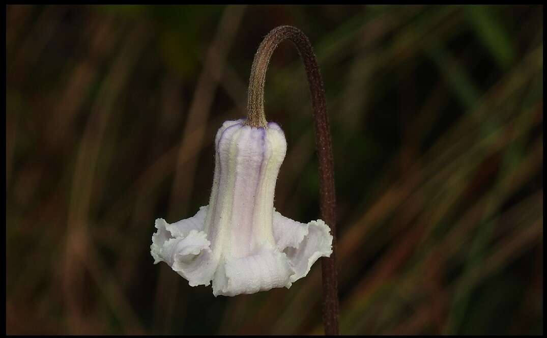 Image of Baldwin's Clematis