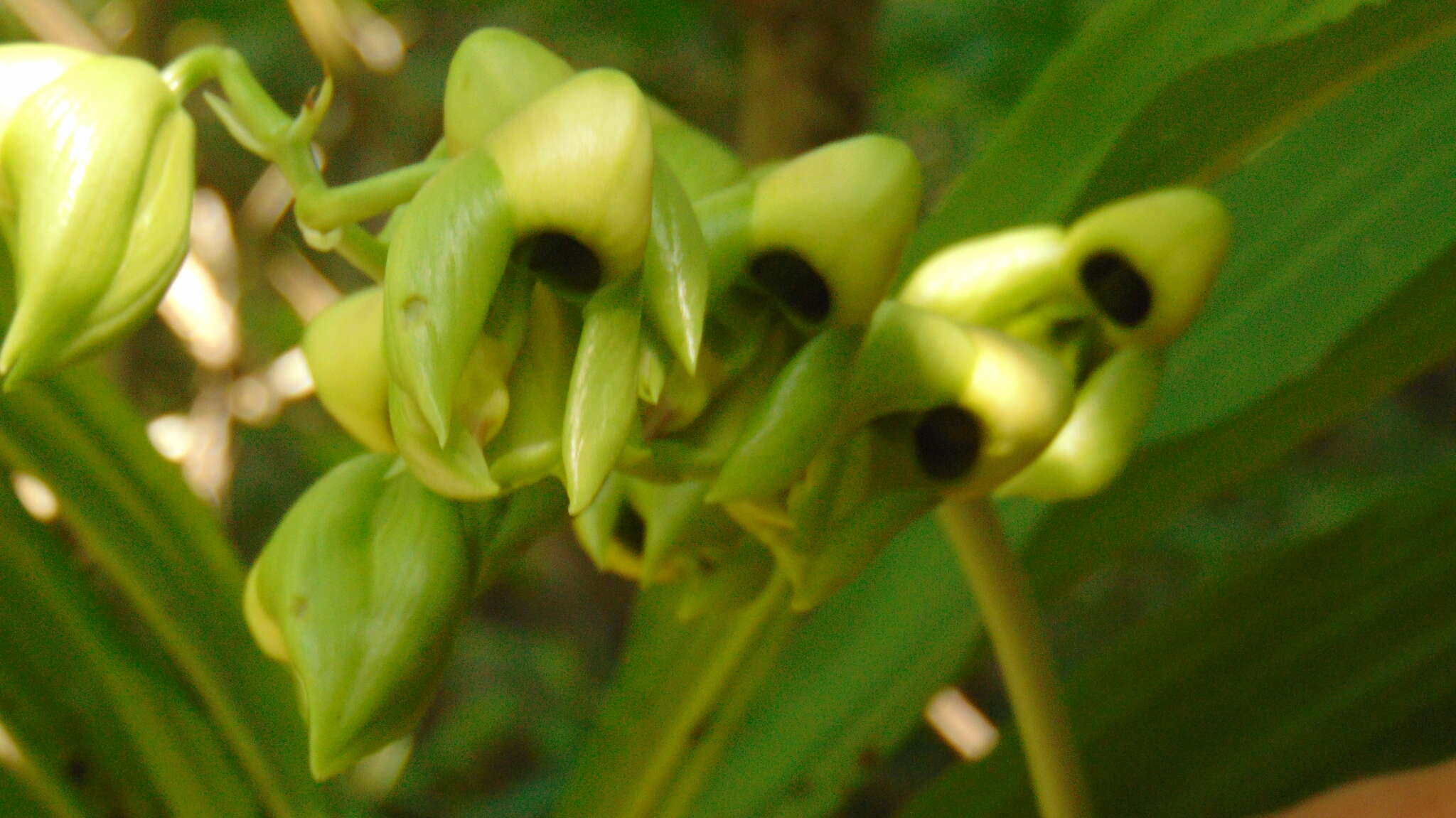 Image of Catasetum integerrimum Hook.