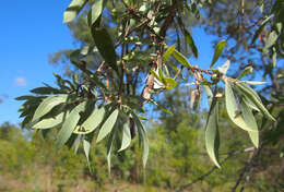 Imagem de Melaleuca nervosa (Lindley) Cheel