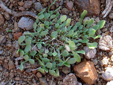 Image of Aptosimum indivisum Burch.