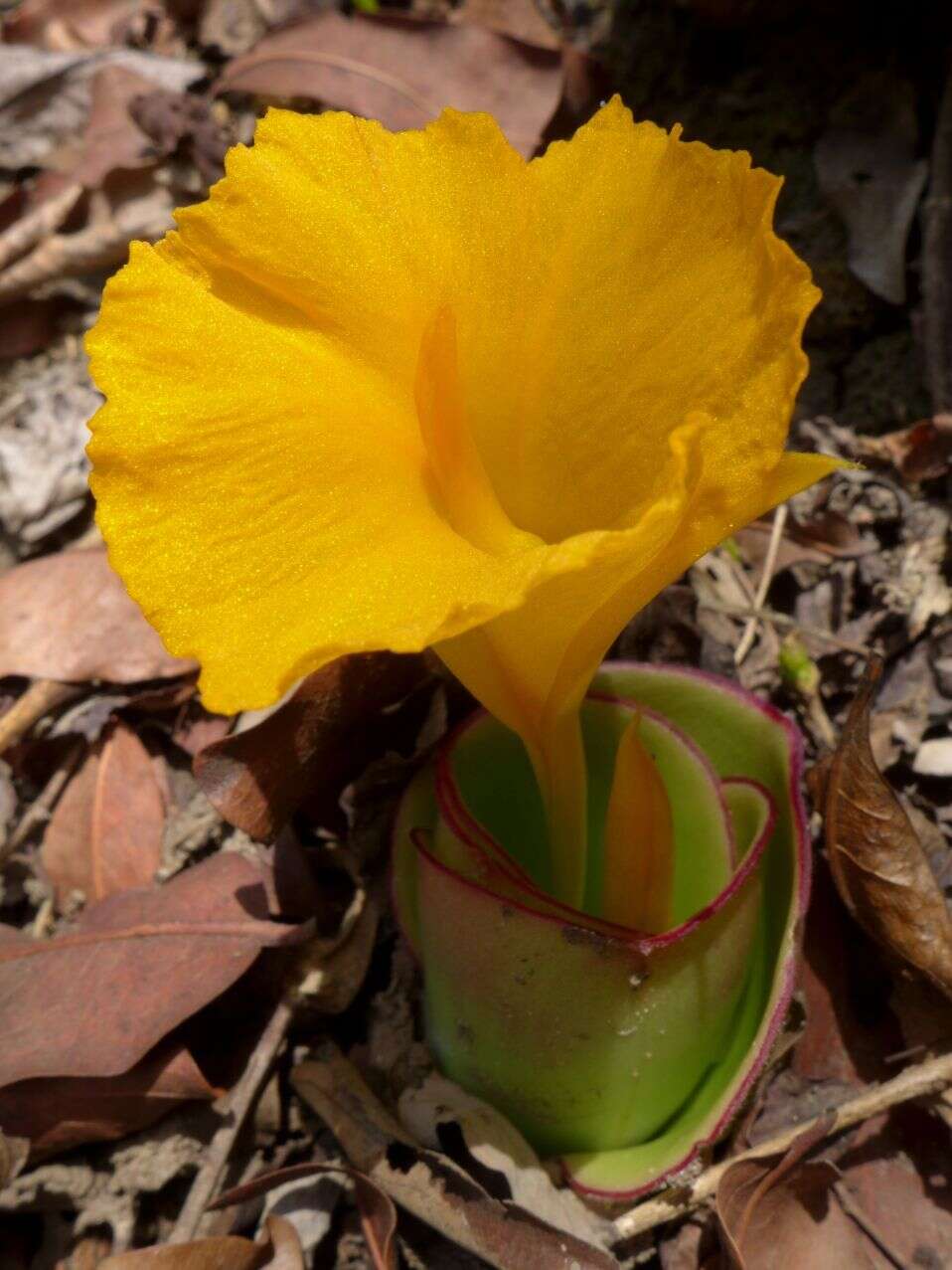 Image of Costus spectabilis (Fenzl) K. Schum.