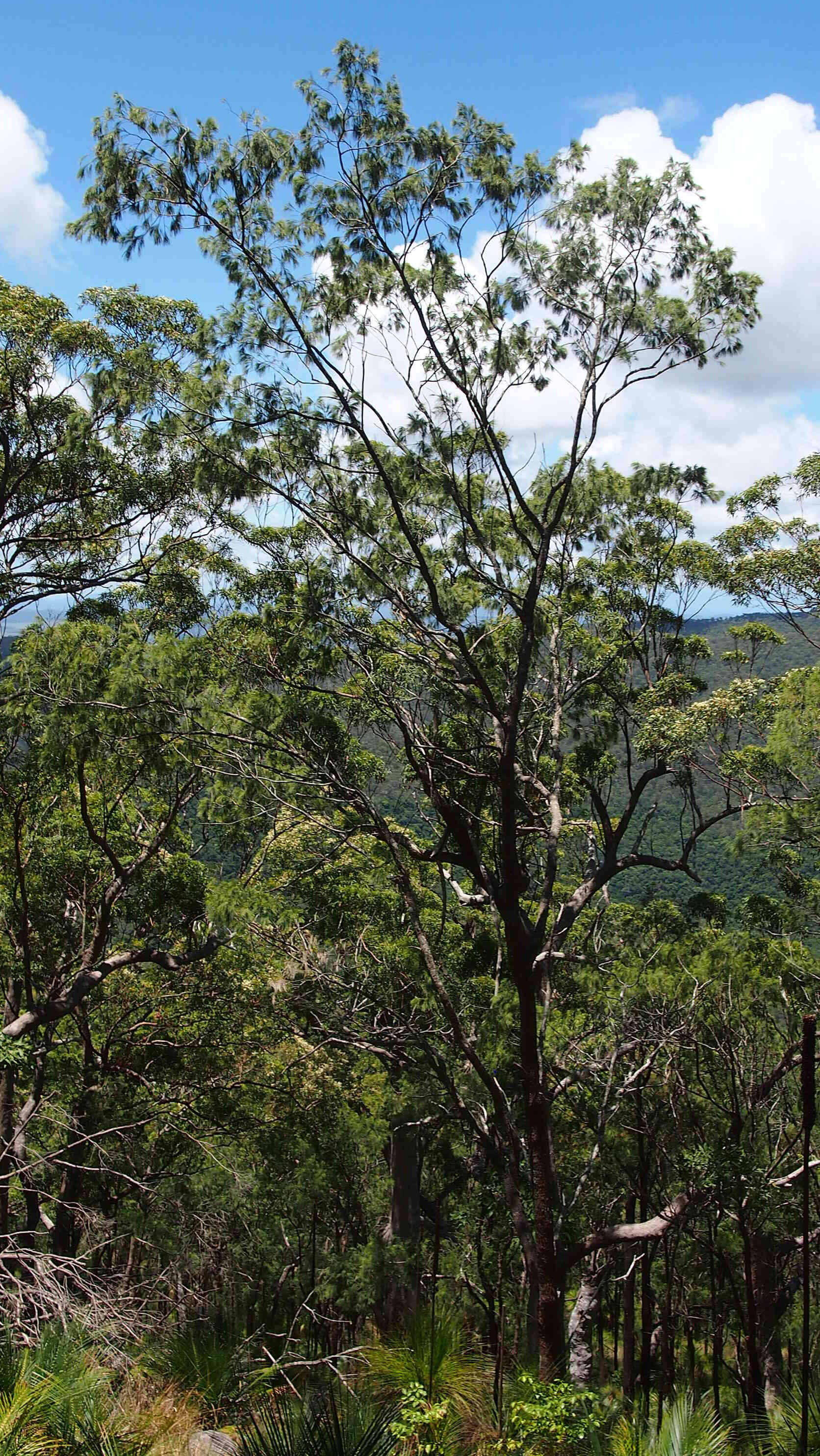 Image of forest-oak