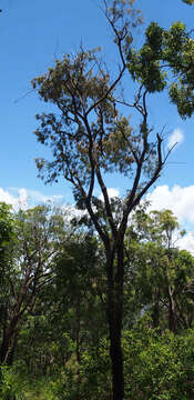 Image of forest-oak