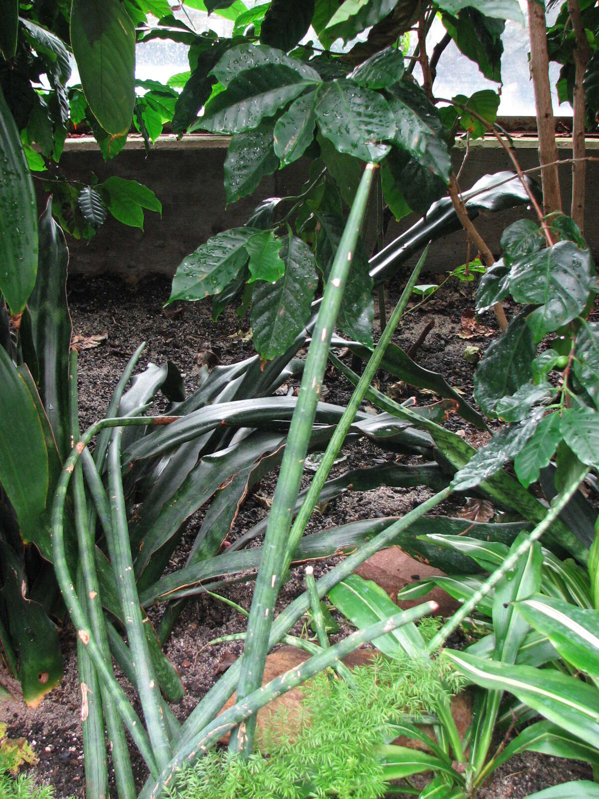 Image of African bowstring hemp