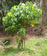 Image of parasol leaf tree