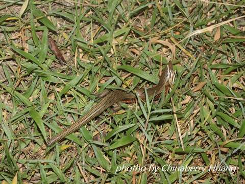 صورة Plestiodon chinensis (Gray 1838)