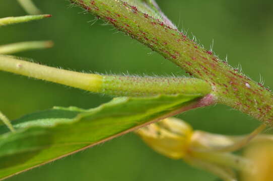 Imagem de Oenothera oakesiana (A. Gray) S. Watson