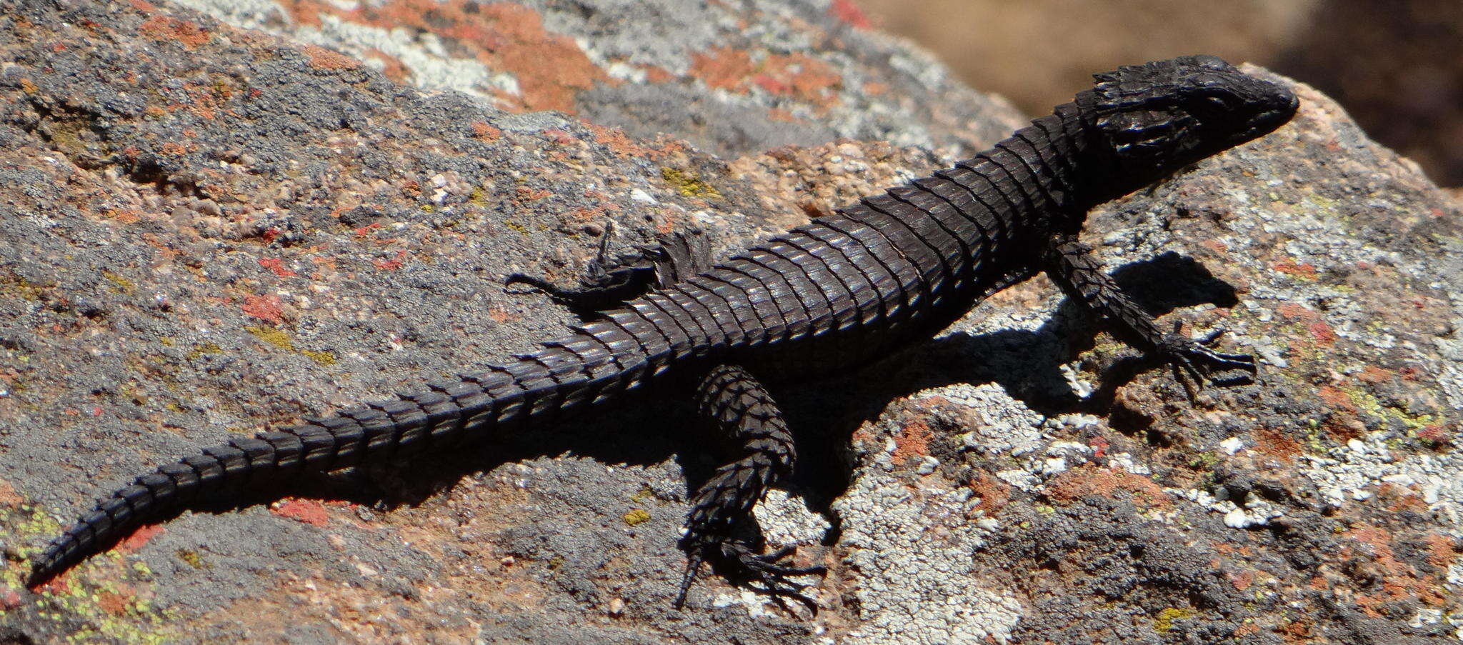 Image of Peers’ Girdled Lizard