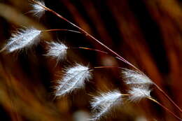 Image of Andropogon eucomus Nees