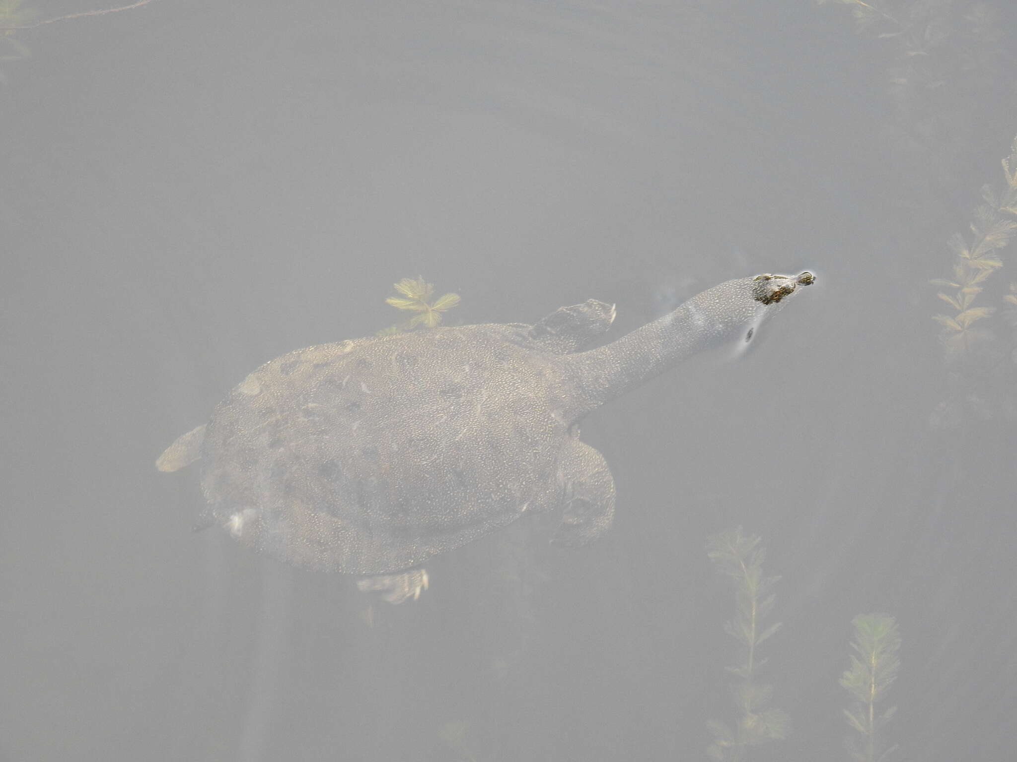 Image of Northern Chinese softshell turtle