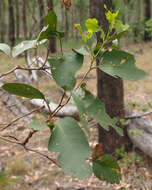 Imagem de Eucalyptus moluccana Roxb.