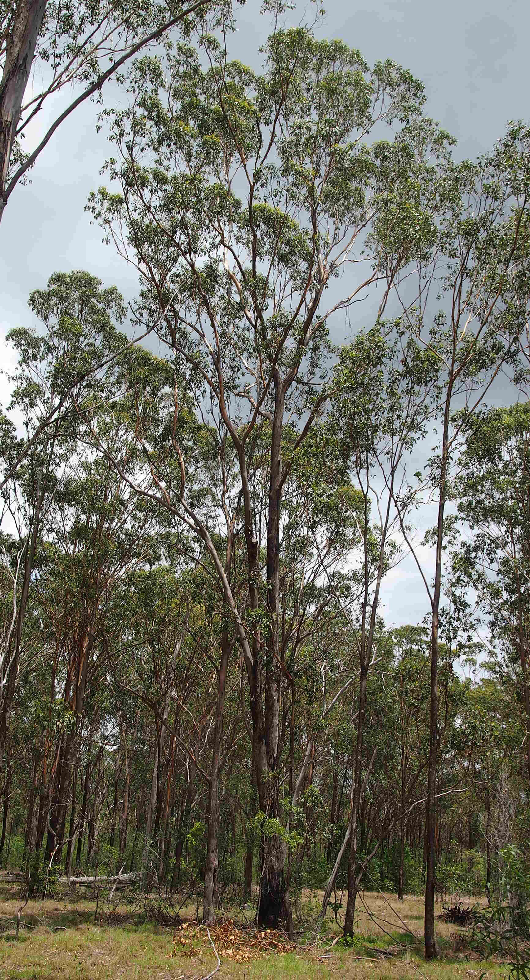 Imagem de Eucalyptus moluccana Roxb.