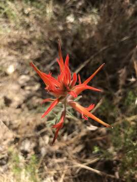 Слика од Castilleja subinclusa var. jepsonii (Bacig. & Heckard) J. M. Egger