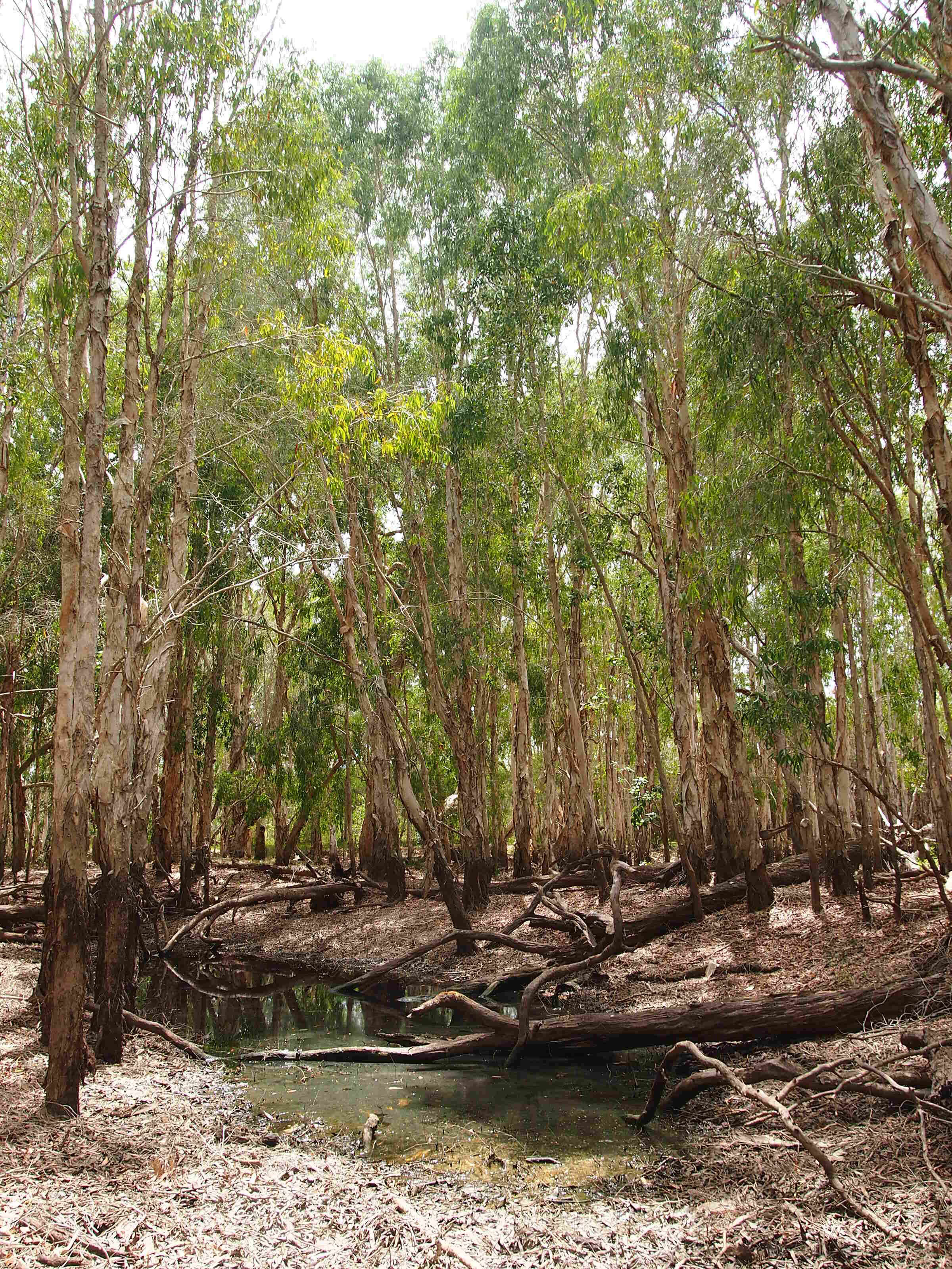 Sivun Melaleuca fluviatilis B. A. Barlow kuva