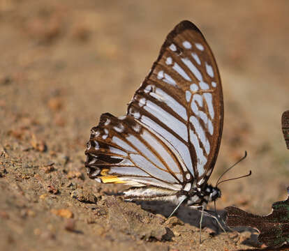 Image of Great Zebra Butterfly