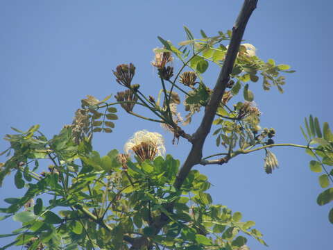 Image of Balizia leucocalyx (Britton & Rose) Barneby & J. W. Grimes