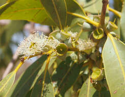 Image of Corymbia aparrerinja K. D. Hill & L. A. S. Johnson