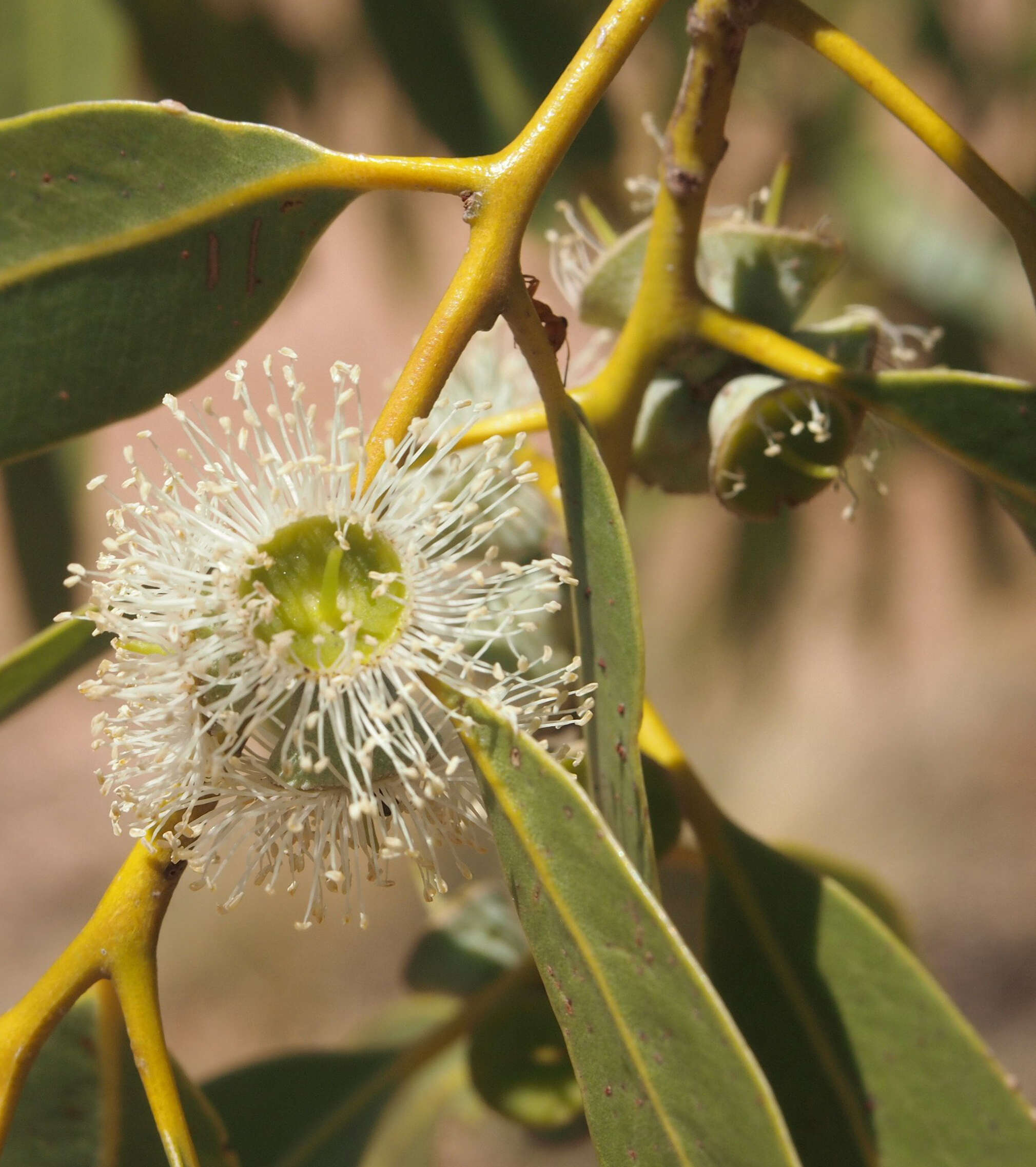 Image of Corymbia aparrerinja K. D. Hill & L. A. S. Johnson