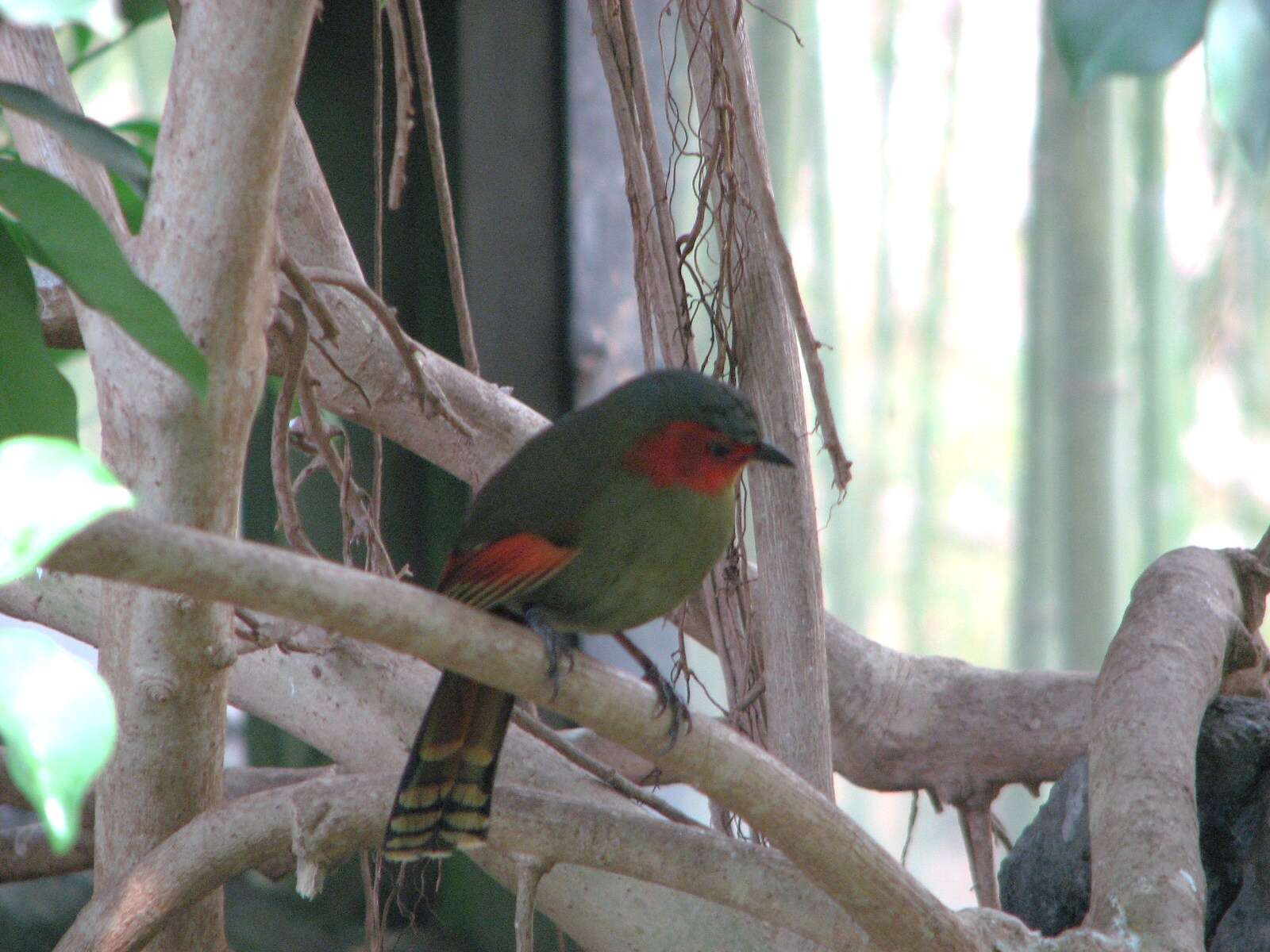 Image of Crimson-winged Liocichla