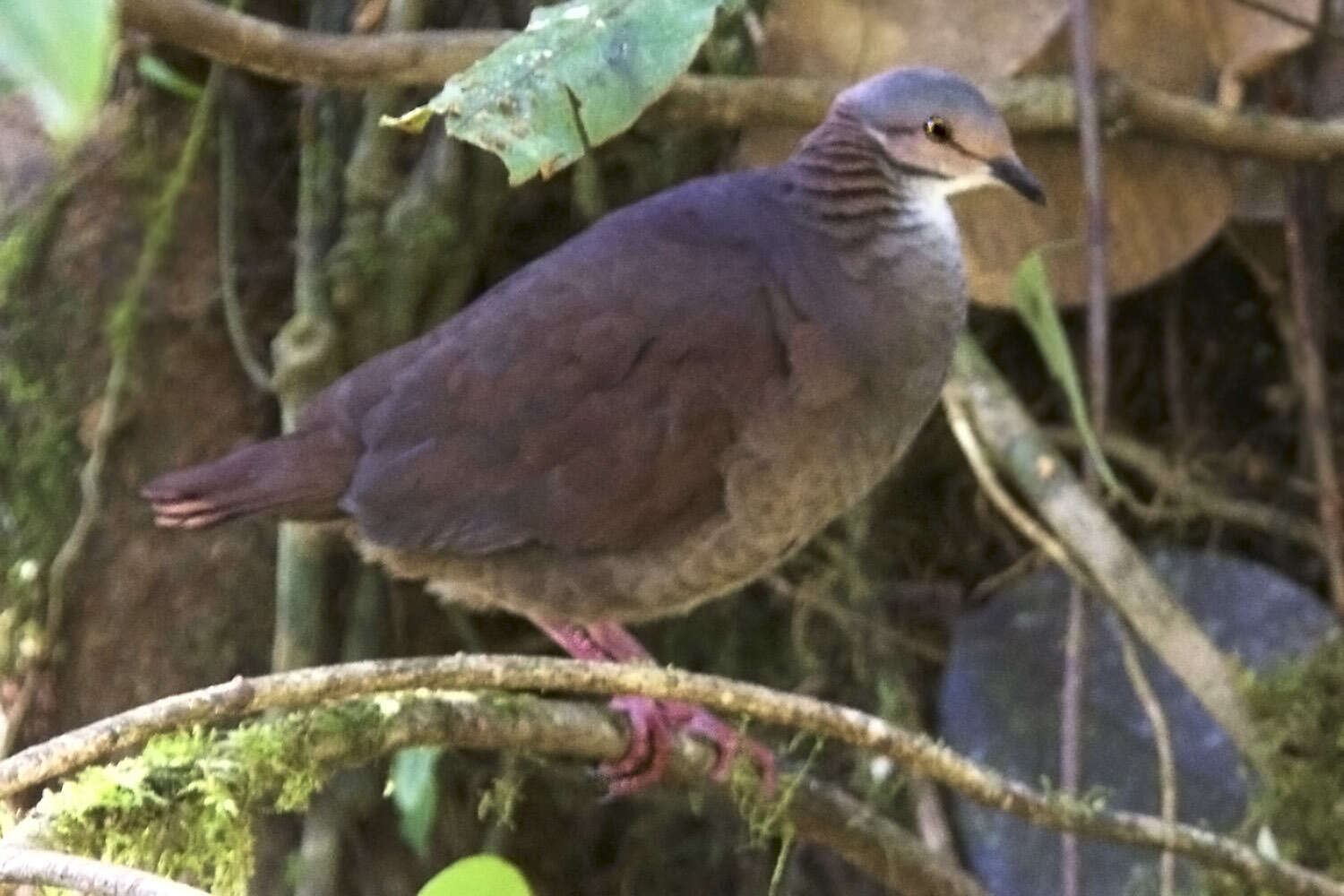 Image of White-throated Quail-Dove