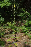 Image of Verbascum nobile Velen.