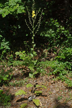 Image of Verbascum nobile Velen.