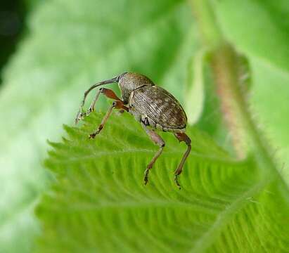 Imagem de Curculio nucum Linnaeus & C. 1758