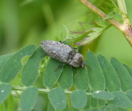 Image of Agrypnus murinus