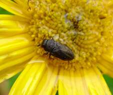 Imagem de Anthaxia quadripunctata (Linnaeus 1758)