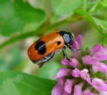 Image of Clytra laeviuscula