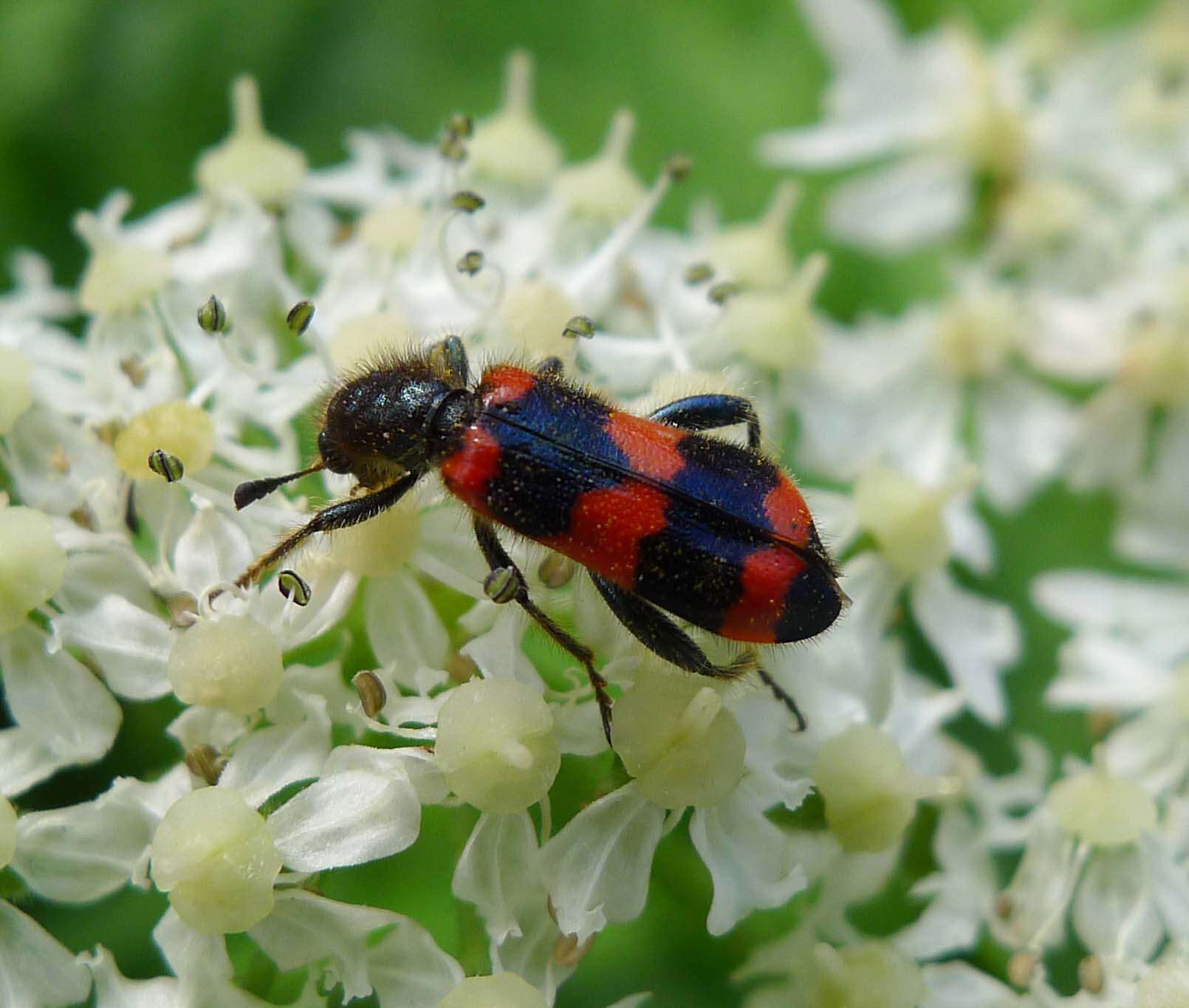 Image of Trichodes apiarius