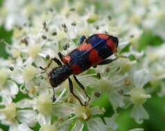 Image of Trichodes apiarius