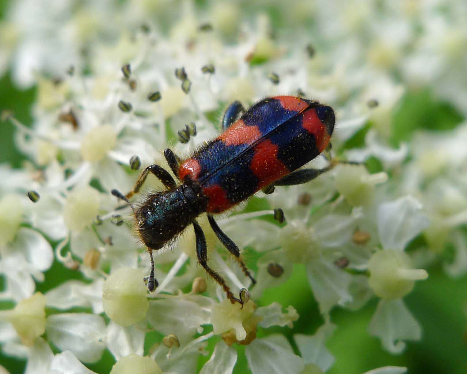 Image of Trichodes apiarius