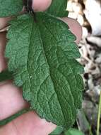 Image of rough boneset