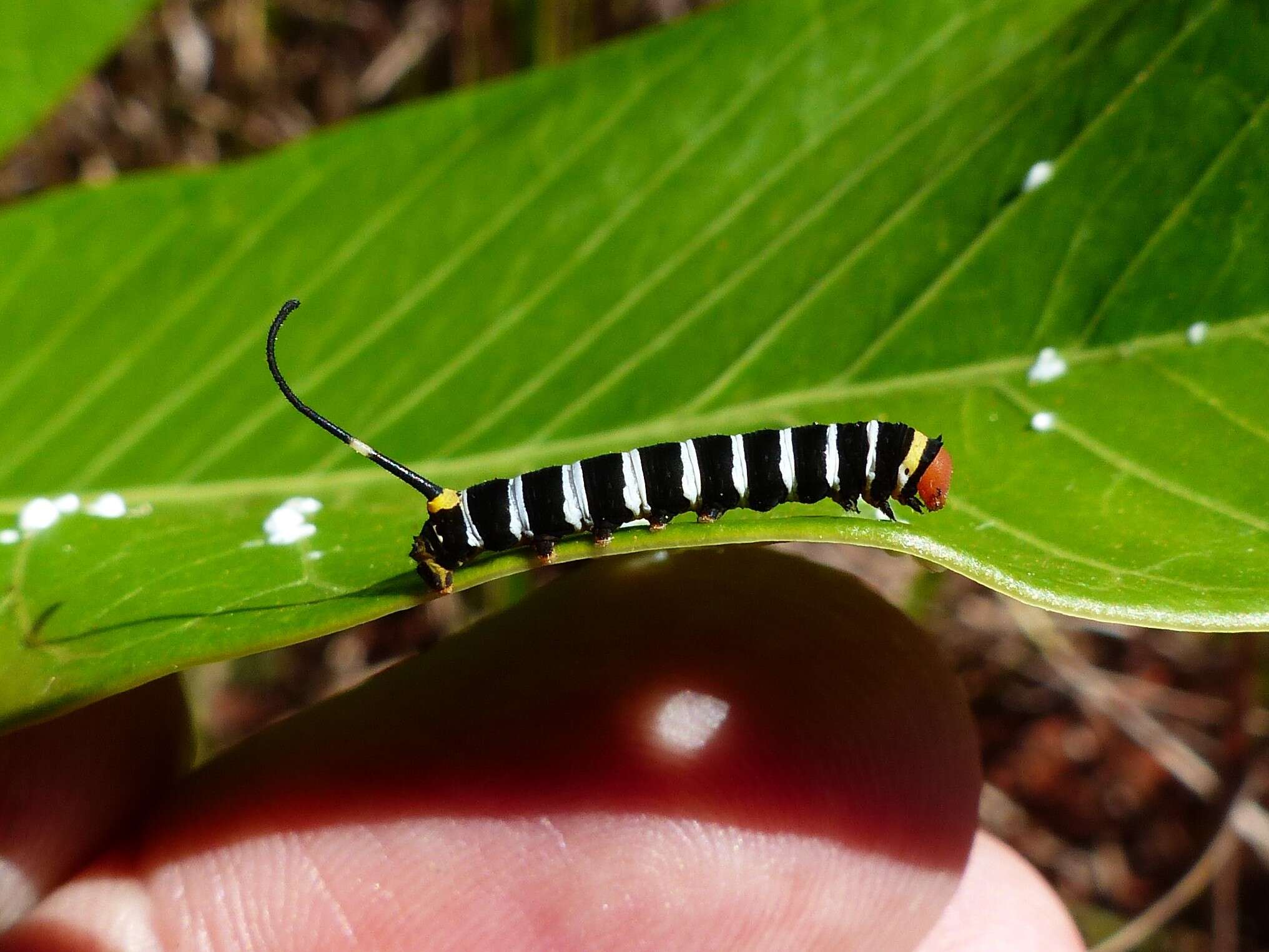 Слика од Isognathus caricae (Linnaeus 1758)