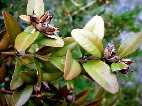 Image of Buxus sempervirens