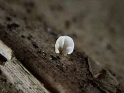 Image de Marasmius neosessilis Singer 1955