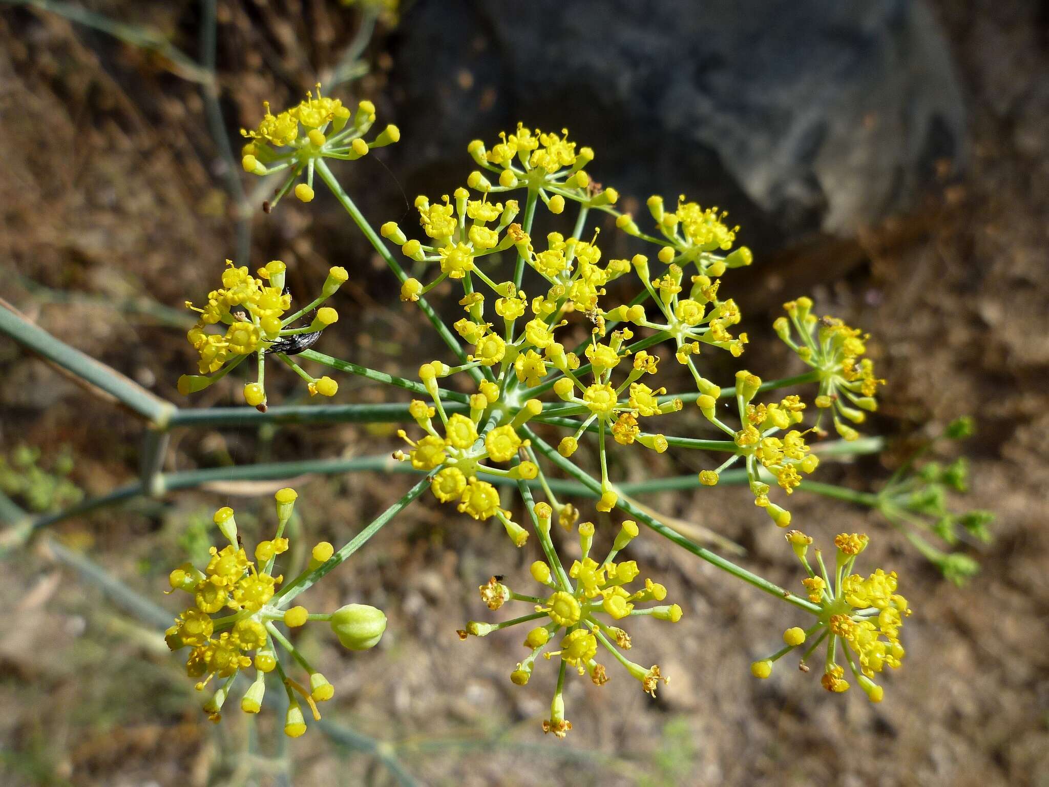 Image of fennel