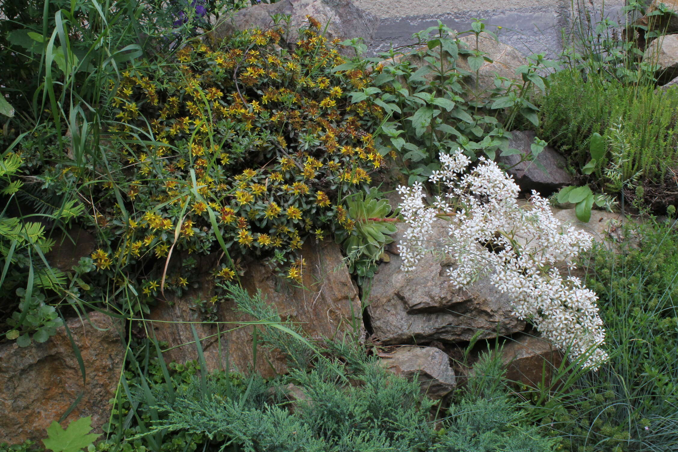 Image de Saxifraga cotyledon L.