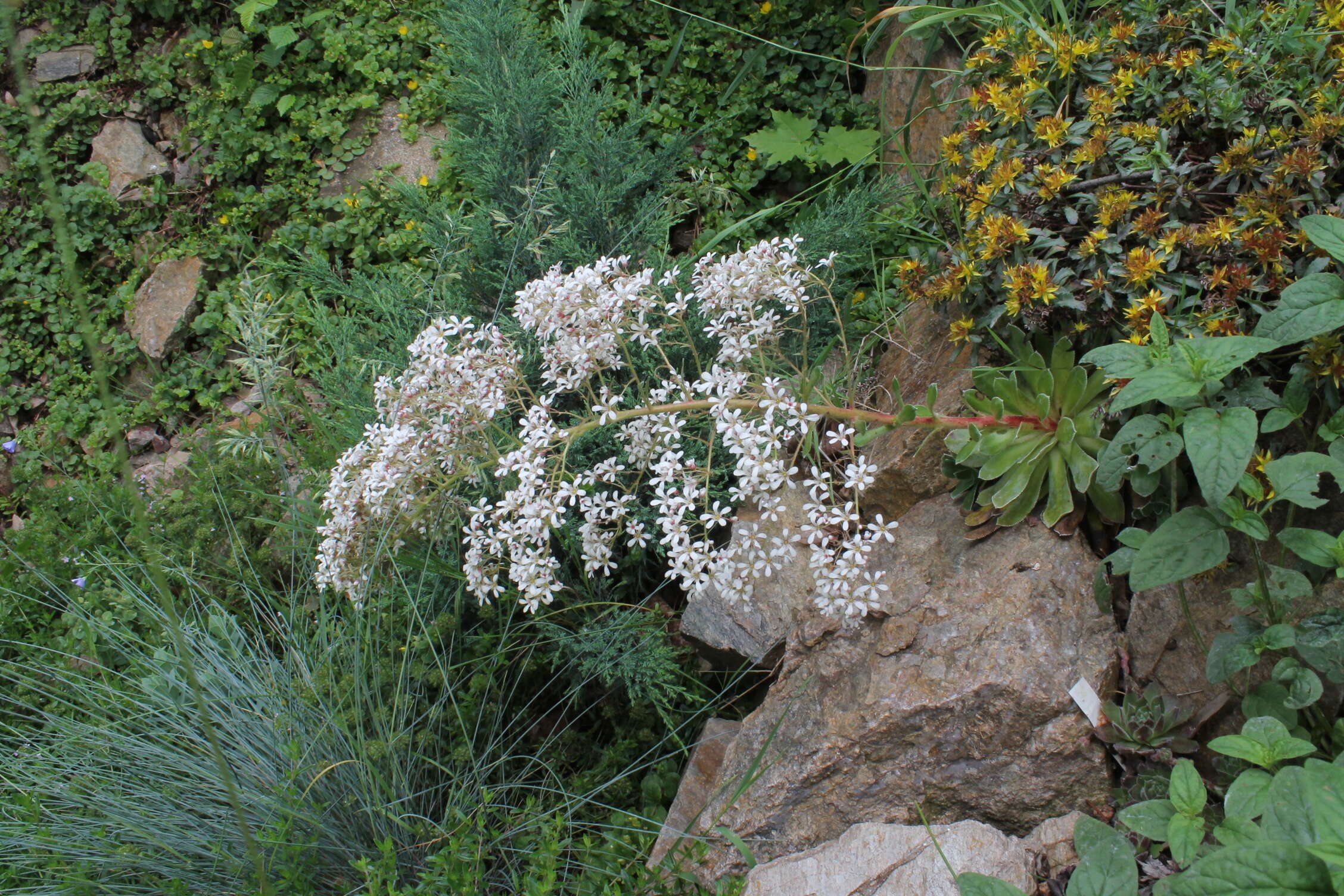 Image de Saxifraga cotyledon L.