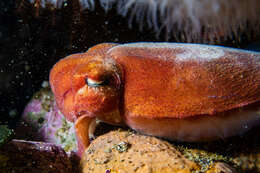 Image of Patchwork Cuttlefish