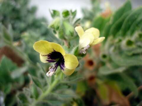 Image of black henbane