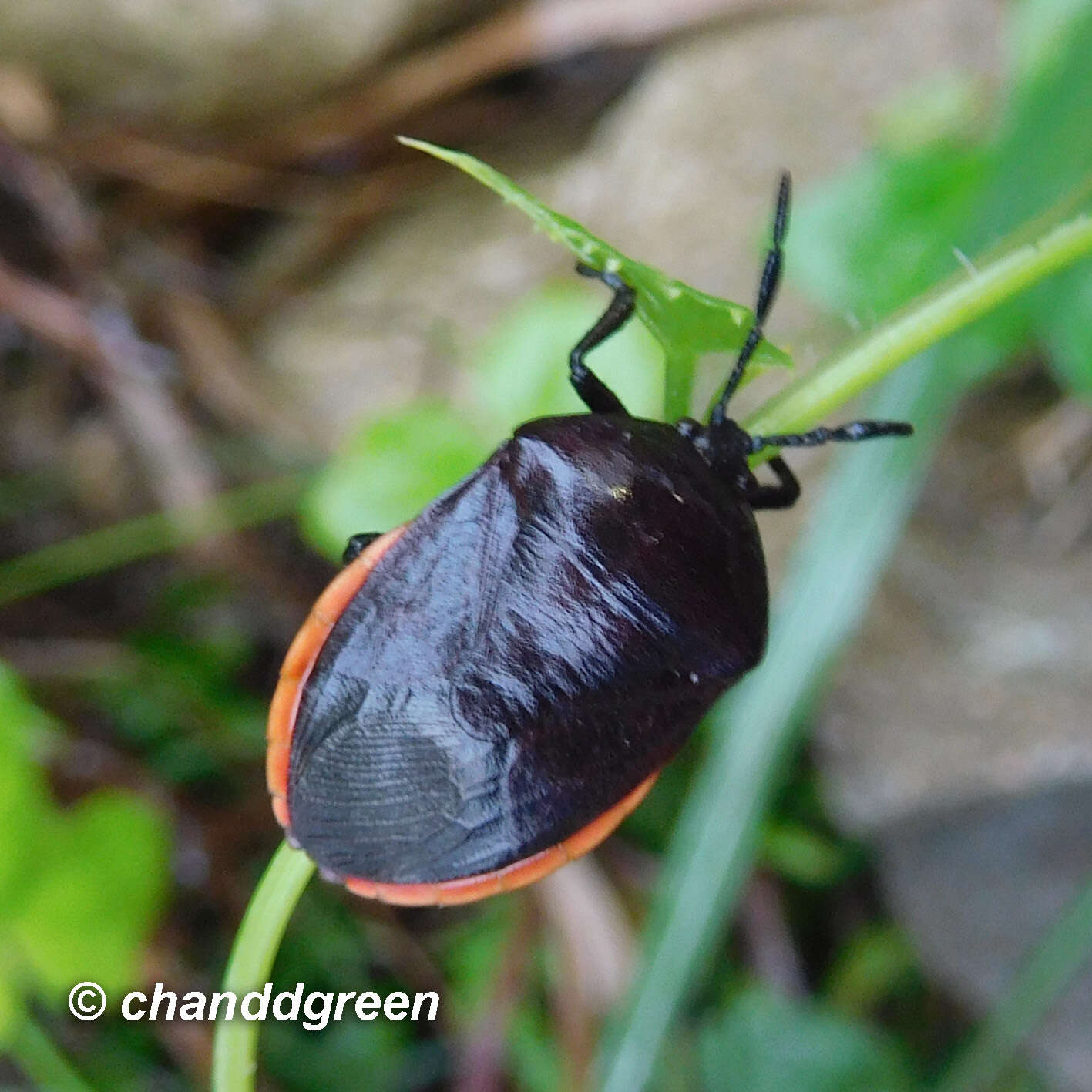 Coridius sanguinolentus (Westwood 1837)的圖片