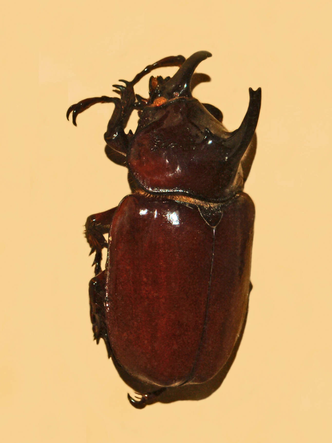 Image of Augosoma