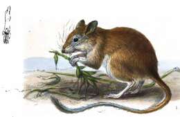 Image of gerbils, jirds, and relatives