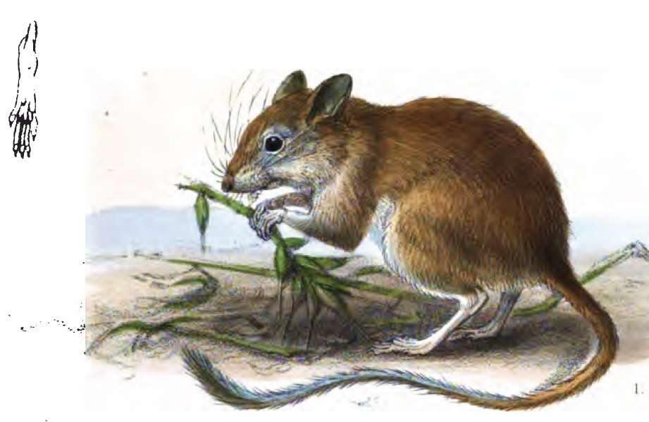 Image of gerbils, jirds, and relatives