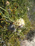 Image of nodding coneflower