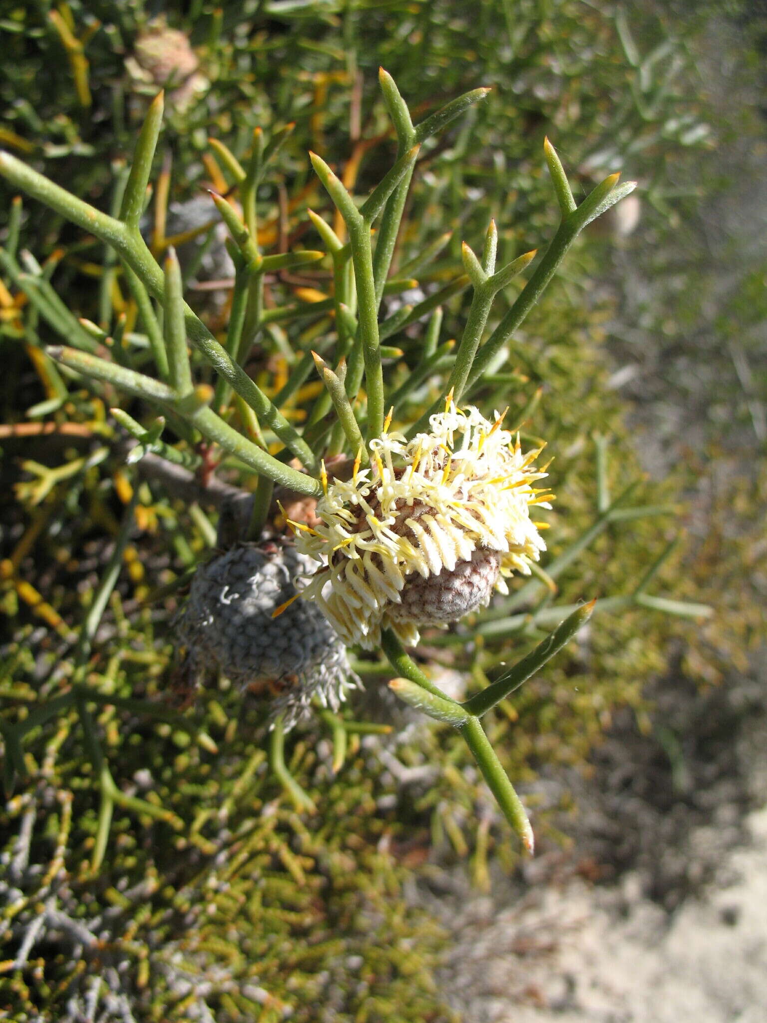 Image of nodding coneflower