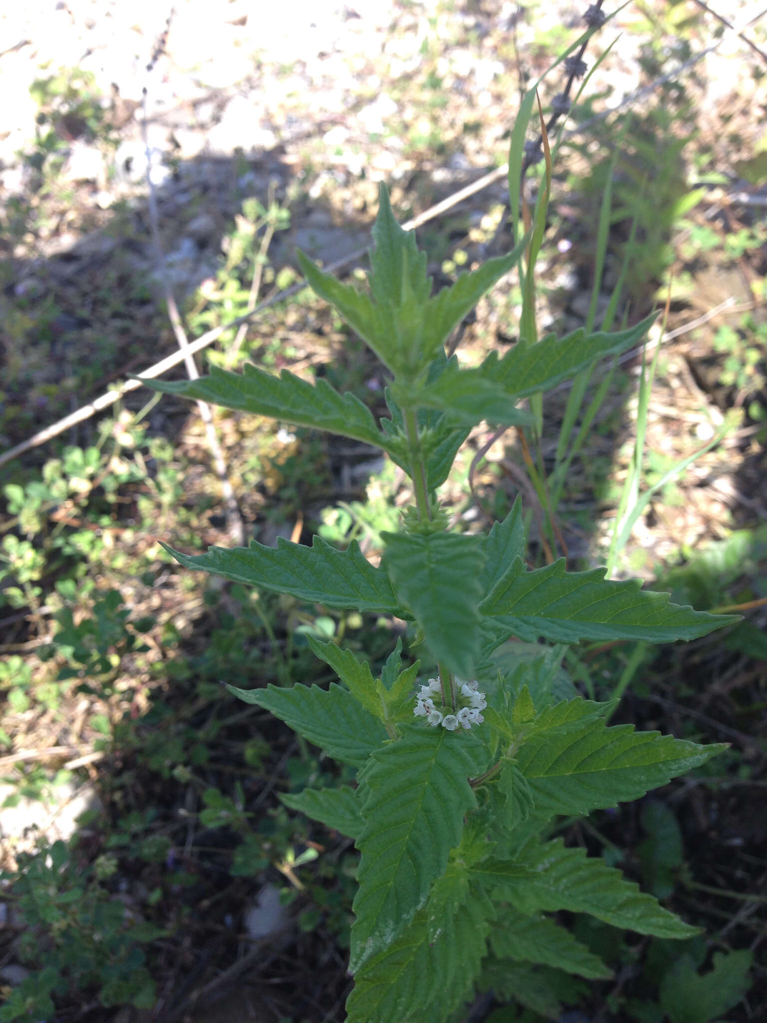 Image of Bugleweed